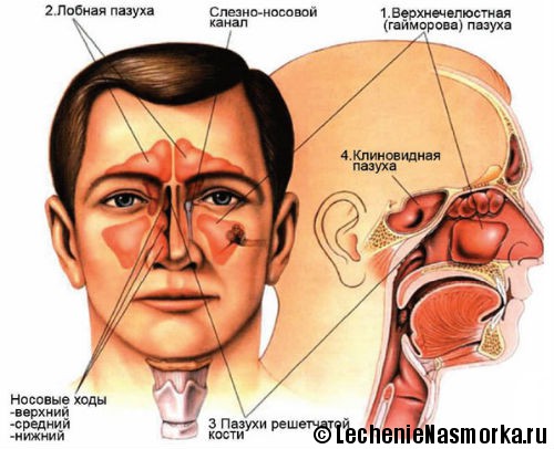 anatomiya